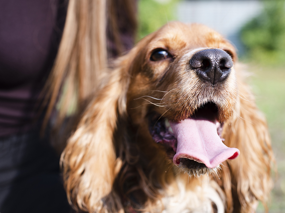 1close up adorable cocker spaniel