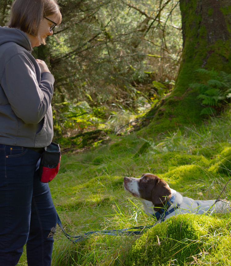 Dog trainer Annan Carlisle Gretna Langholm Dumfries Canonbie Longtown Brampton