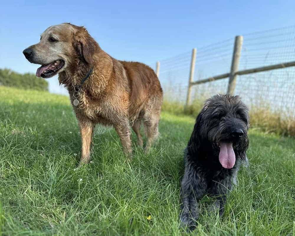 local doggy daycare Chelmsford