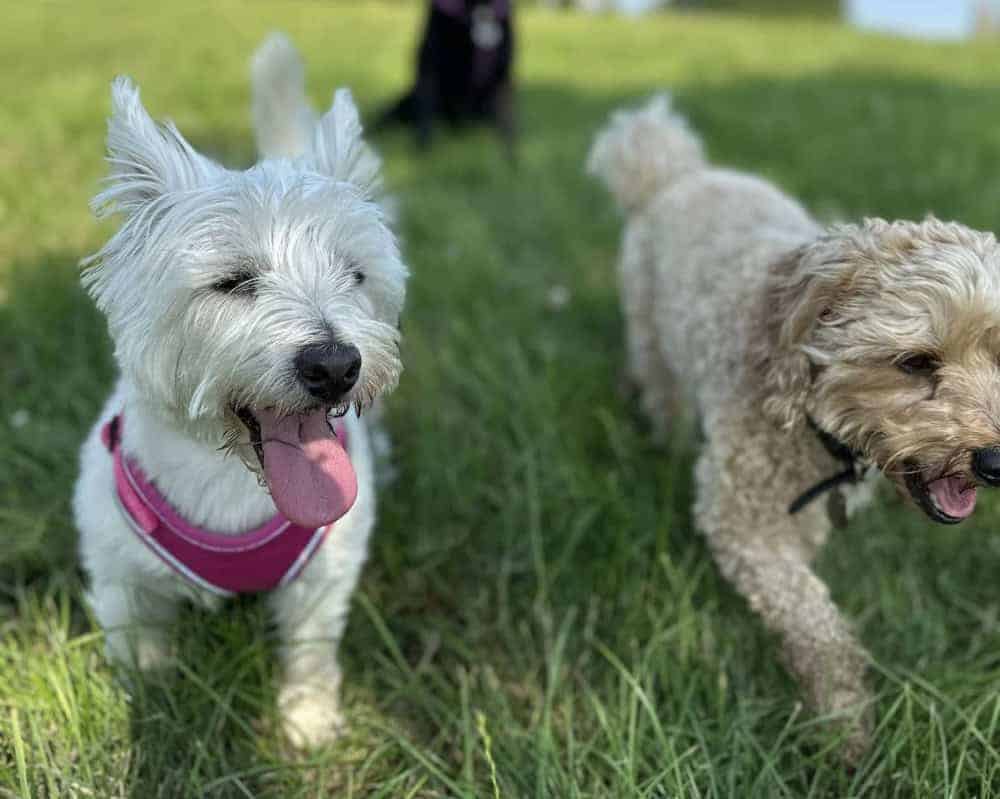 the best dog daycare in Essex